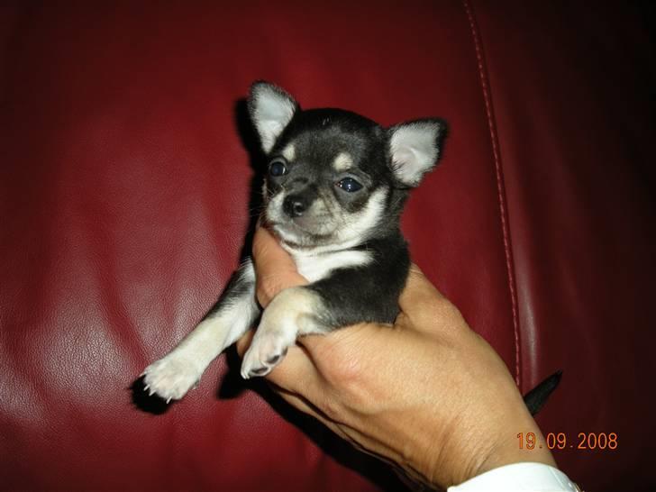 Chihuahua Cher blir kaldt Donna billede 6