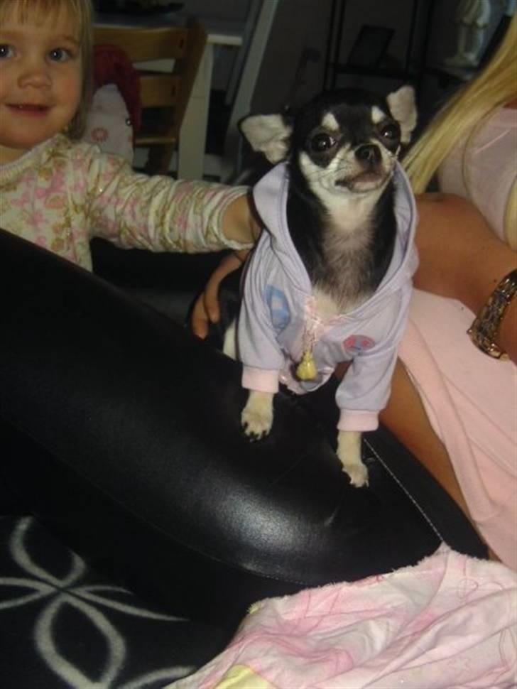 Chihuahua Cher blir kaldt Donna billede 7