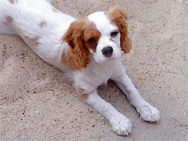 Cavalier king charles spaniel Maddie billede 1