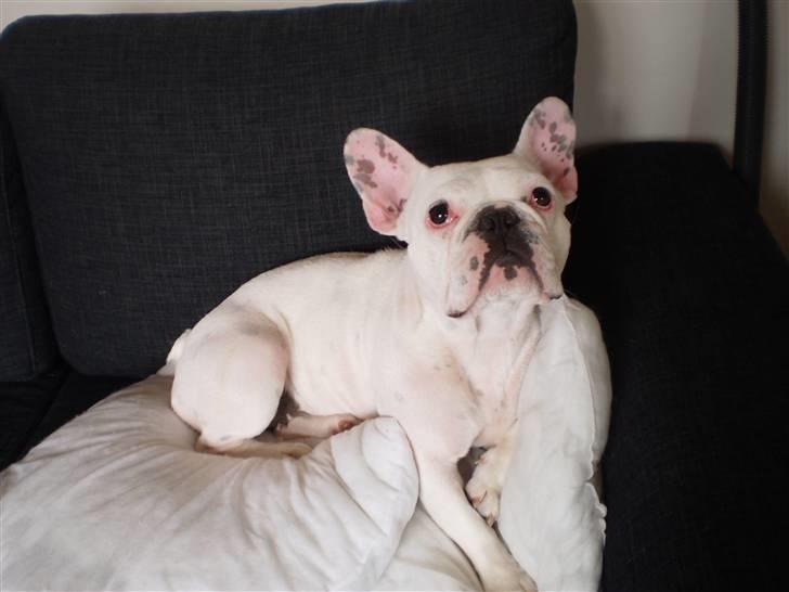 Fransk bulldog Abbey billede 20