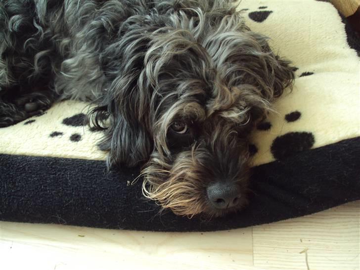 Griffon belge Futte - Stene-billede / foto.: Lea Rasander - 22/9 2009 billede 11