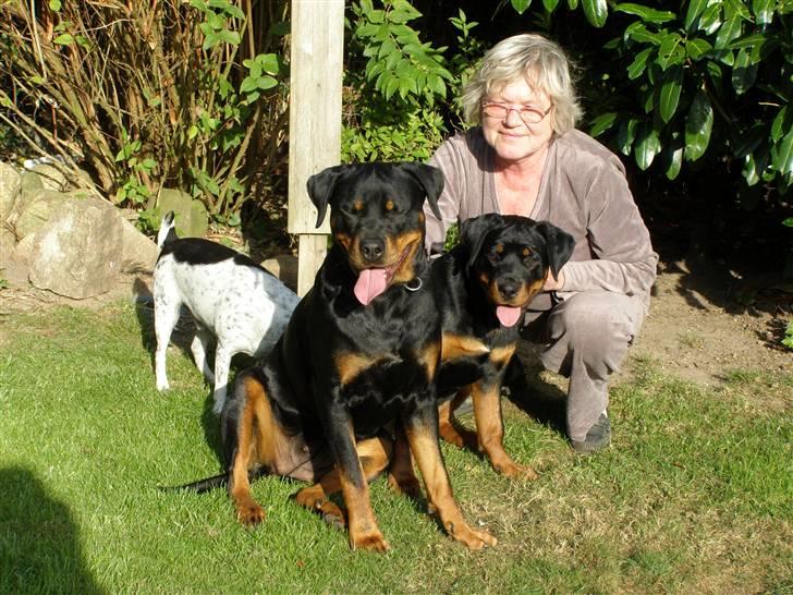 Rottweiler Dina2 - Dinas første dag i Hundstrup billede 1