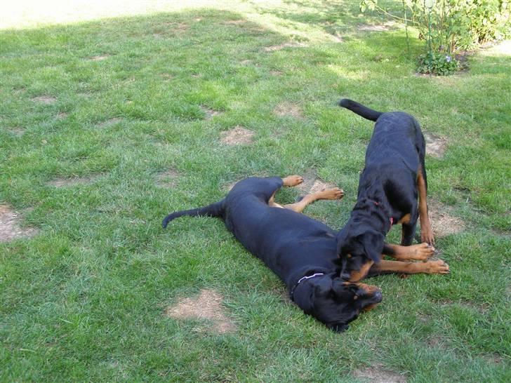 Rottweiler Dina2 - Dina tryner sin nye storesøster Minna, kendt hinanden i 3 timer. billede 2