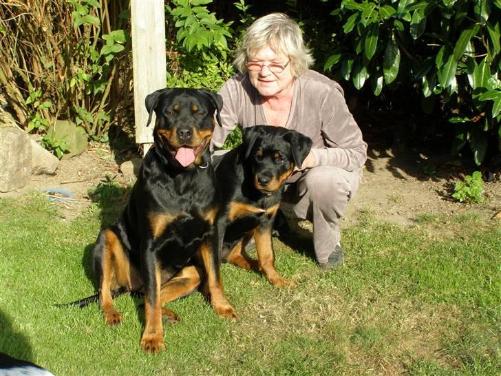 Rottweiler Dina2 - Minna og Dina 1. dag sammen - som 2 dråber vand. billede 3
