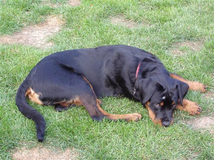 Rottweiler Dina2 - Dina tager lige en pause. billede 4
