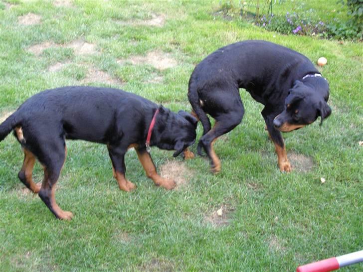Rottweiler Dina2 - Drillesyg Dina billede 5