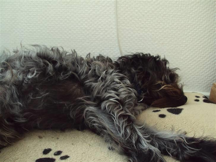 Griffon belge Futte - Ta´ en slapper / foto.: Lea Rasander - 22/9 2009 billede 12