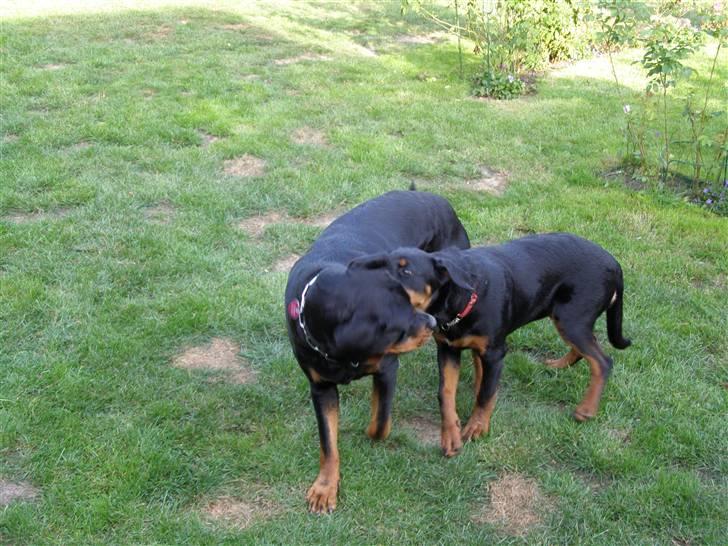 Rottweiler Dina2 - Elsker Rottweilerører" billede 6