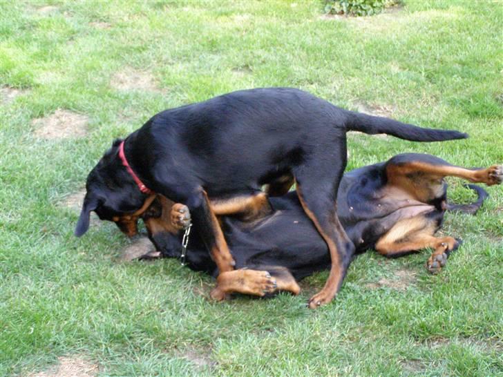 Rottweiler Dina2 - En lille "overhund" og en stor "underhund" billede 7