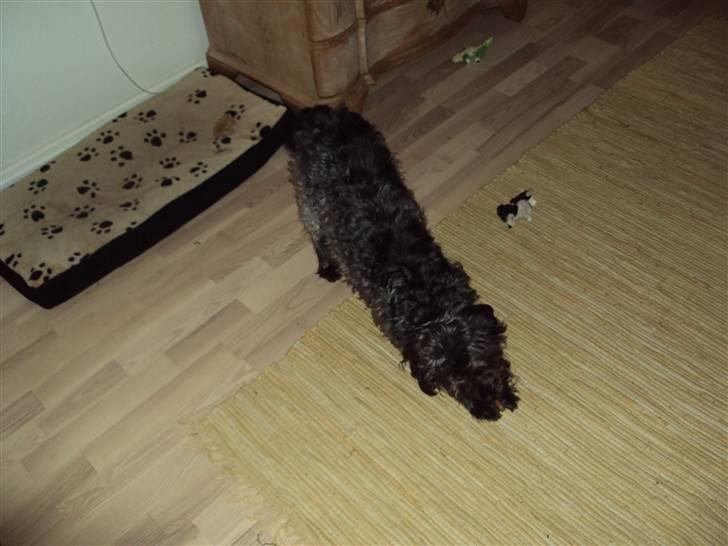 Griffon belge Futte - Man stræækker sig.. / foto.: Lea Rasander - 22/9 2009 billede 13