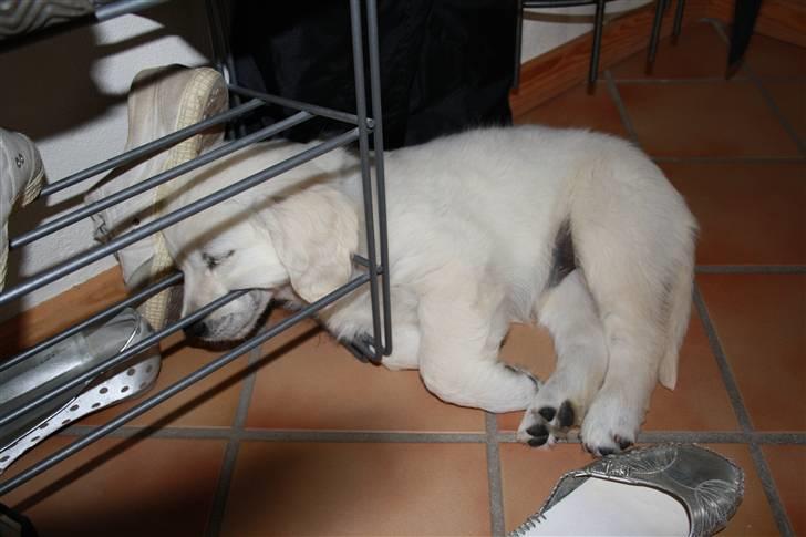 Golden retriever Balto billede 12