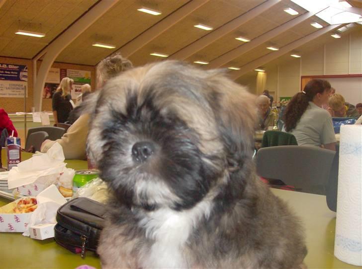 Lhasa apso aremis - aremis på udstilling billede 1