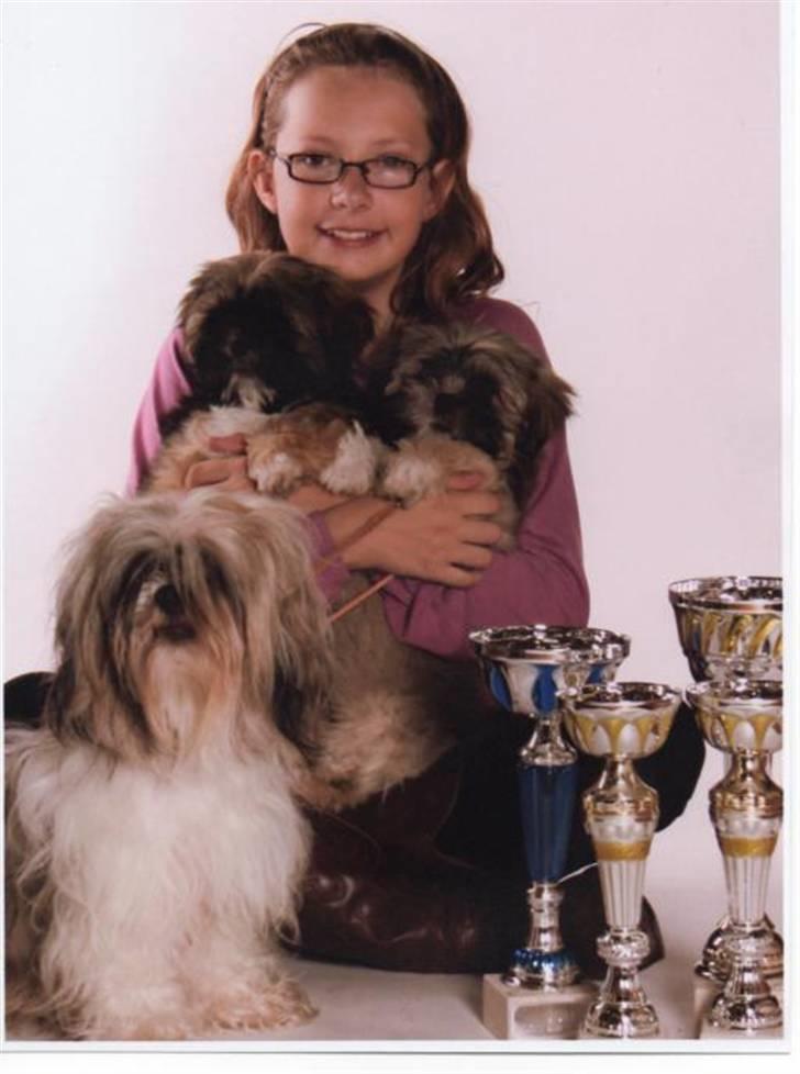 Lhasa apso aremis - aremis sammen med sin søster afrodite og mor cocio fra ejstrupholm billede 2