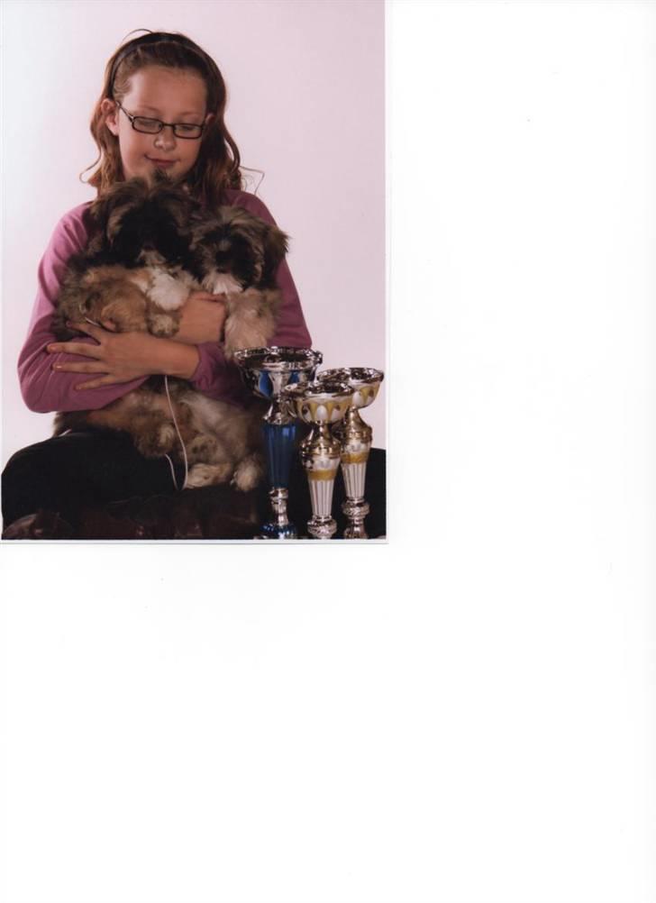 Lhasa apso aremis - aremis og afrodite billede 3