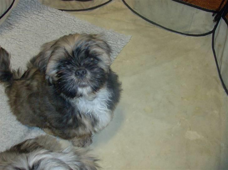 Lhasa apso aremis - det var ikk mig.... billede 4