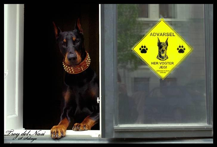 Dobermann ~ Hector (Troy del Nasi) - Skiltet lyver, der burde havde stået: "Her venter jeg på dig", vinduet står altid på klem, så bare hop ind og lad os lege med et torv, som jeg selvfølgelig straks finder frem til dig! billede 15
