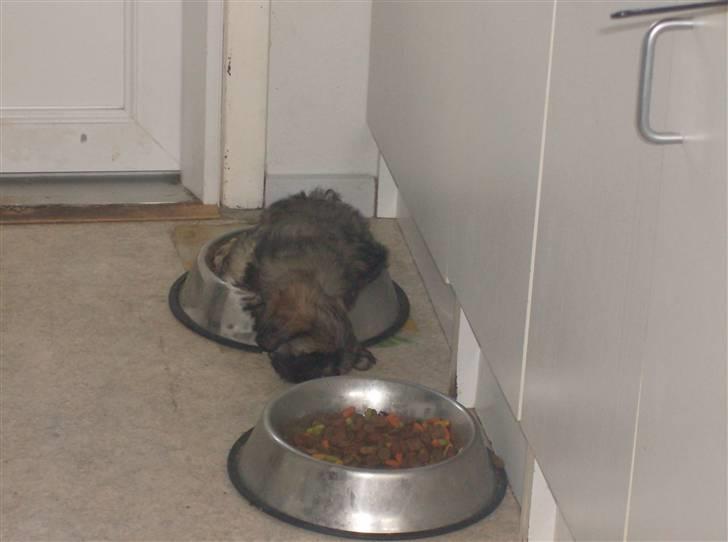 Lhasa apso aremis - aremis ynglings sted kurts vandskål... billede 5