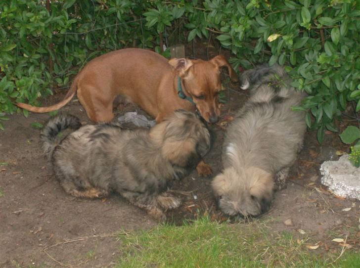 Lhasa apso aremis - i haven med afrodite og mia billede 6