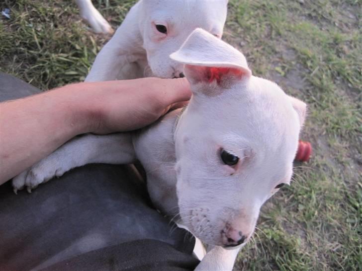 Amerikansk staffordshire terrier Kira (døv) - hej det er mig der er Kira billede 2