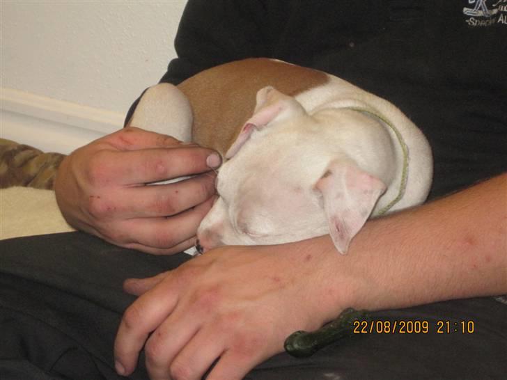 Amerikansk staffordshire terrier Kira (døv) - Her kan man godt tage en lur billede 3