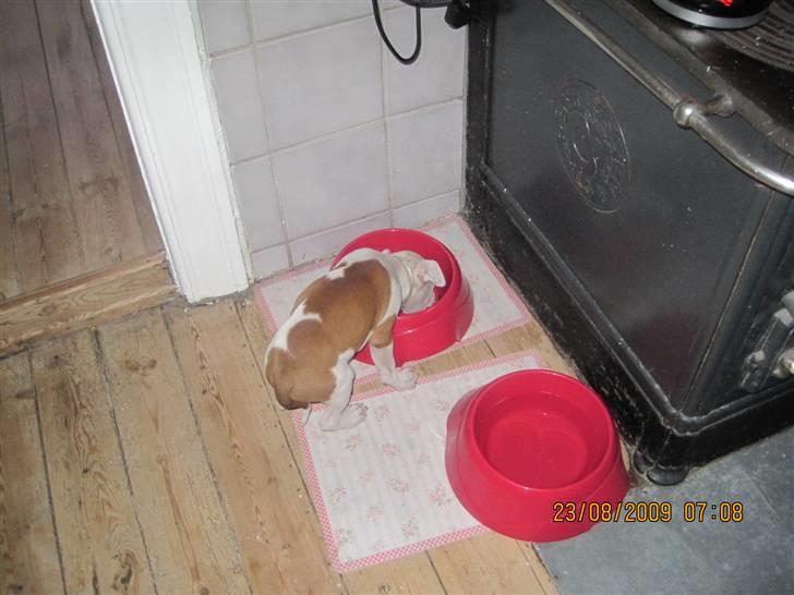 Amerikansk staffordshire terrier Kira (døv) - så er der morgen mad:-) billede 4