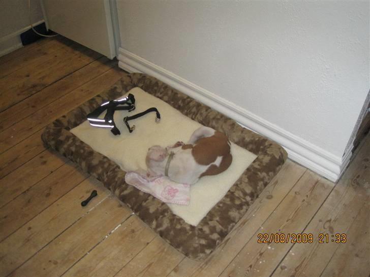 Amerikansk staffordshire terrier Kira (døv) billede 5