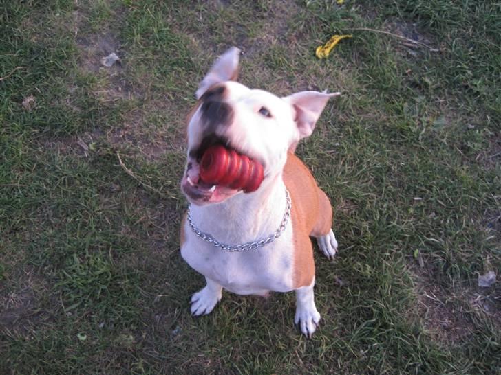 Amerikansk staffordshire terrier Kira (døv) - det her er min mor amy billede 6