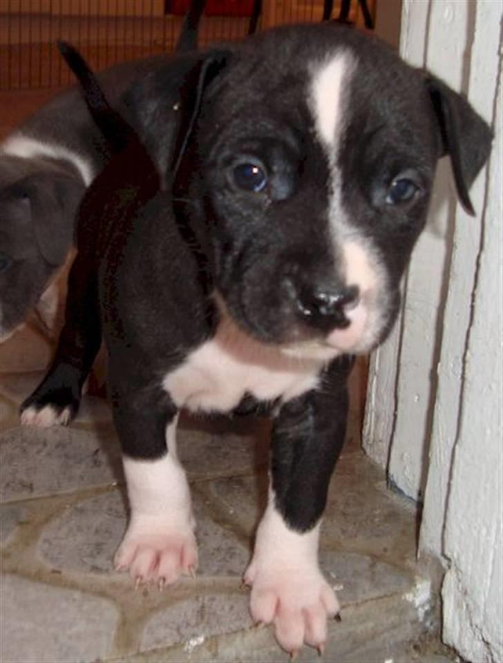 Amerikansk staffordshire terrier Anton billede 2