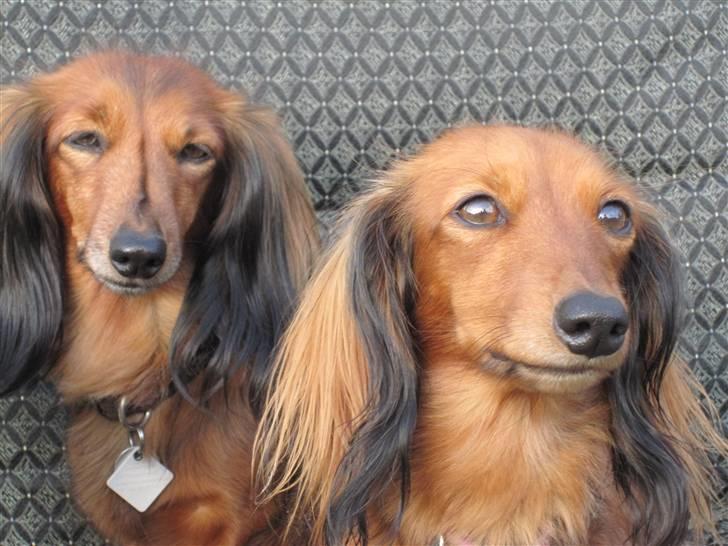 Dværggravhund Silke billede 13