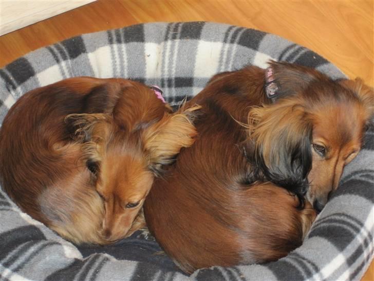 Dværggravhund Silke - ha ha vi har taget uno´s kurv, sådan kan det gå når man skal passes hos os hi hi billede 14