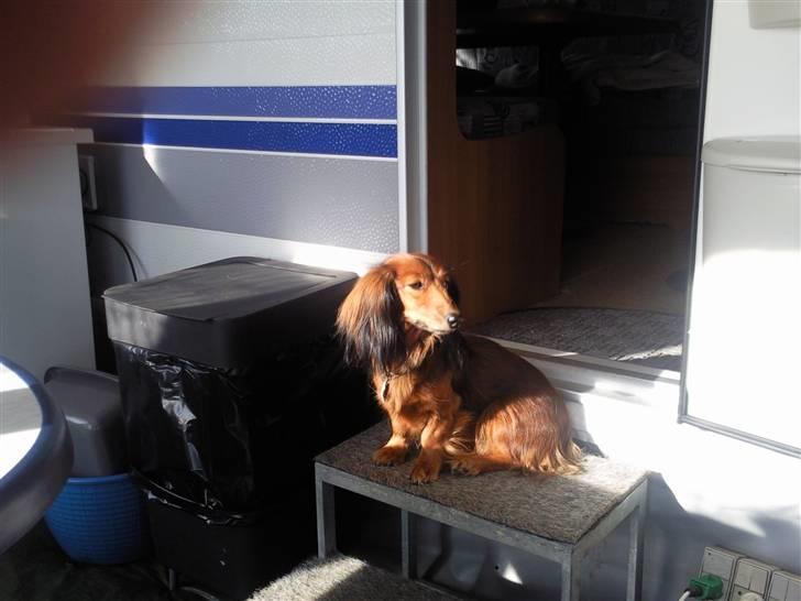 Dværggravhund Silke - her er lige en solstråle..... hi hi mig altså :-) billede 16