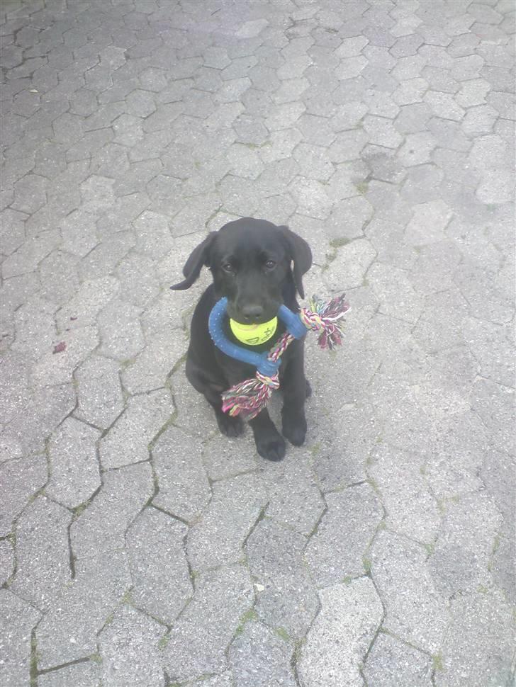 Labrador retriever Freja - se hvor meget jeg kan have i min mund... billede 18