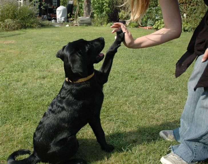 Labrador retriever Freja billede 19