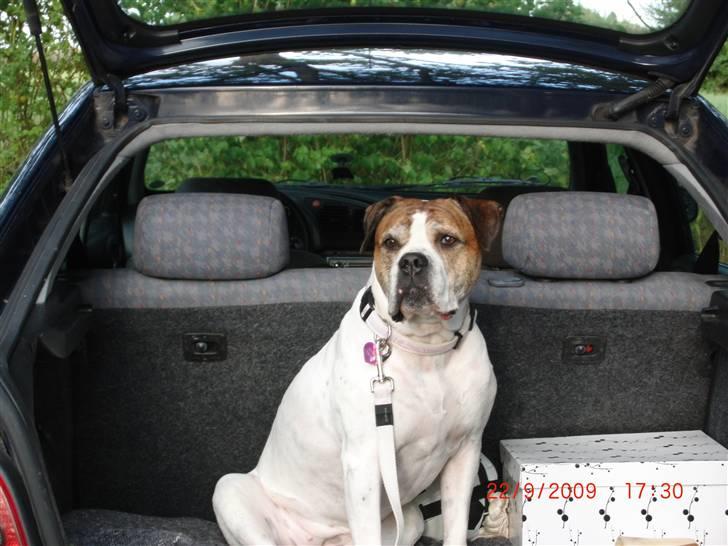 Amerikansk bulldog Luggi R.I.P billede 20