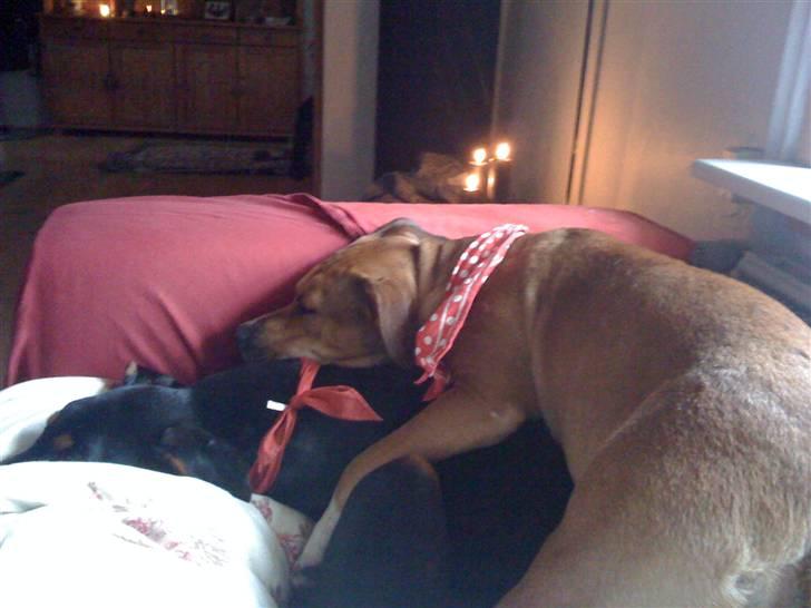 Amerikansk staffordshire terrier baby billede 4