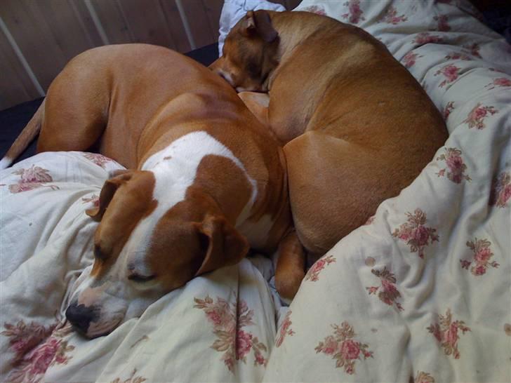 Amerikansk staffordshire terrier baby billede 5