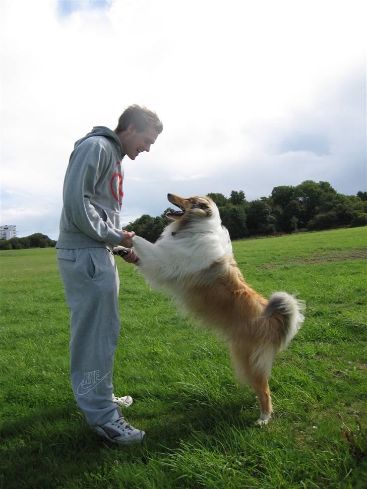 Collie langhåret Beyond Imagination - Mio billede 10