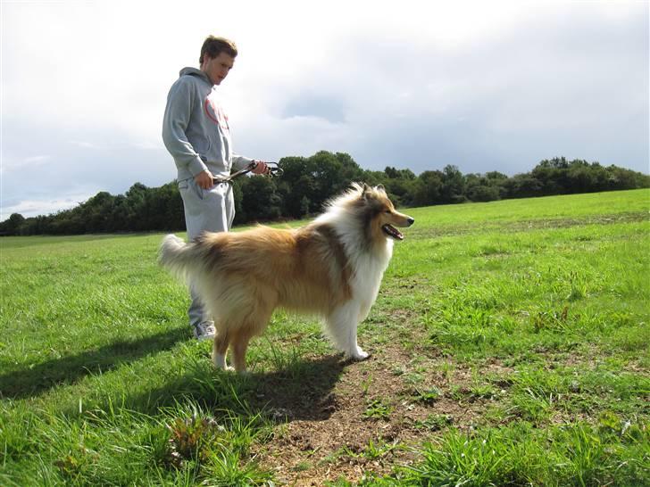 Collie langhåret Beyond Imagination - Mio billede 11