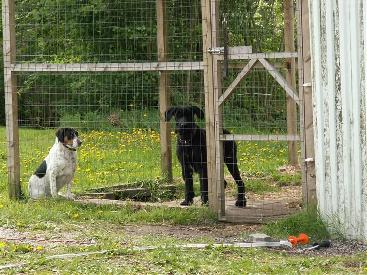 Riesenschnauzer Simbo<33 R.I.P - Simbo i sit bur sammen m. Smut(: billede 2