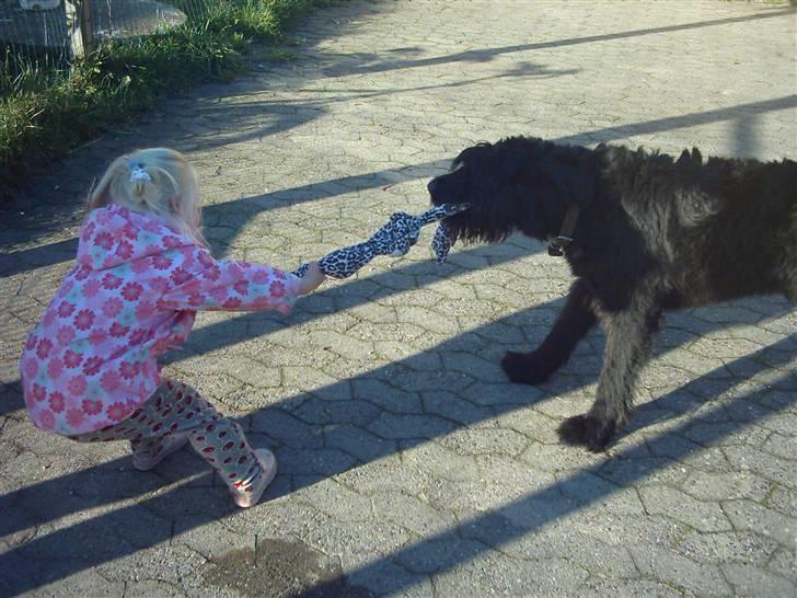 Riesenschnauzer Simbo<33 R.I.P - Simbo & Rebecca tovtrækning hvem vinder?? billede 3