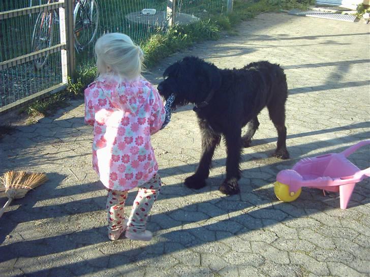 Riesenschnauzer Simbo<33 R.I.P - (:<33 billede 4