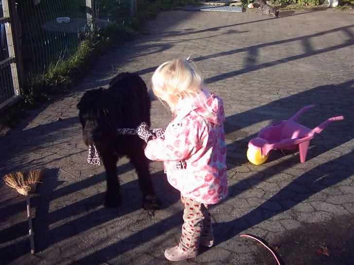Riesenschnauzer Simbo<33 R.I.P - Vi elsker dig Simbo 4ever<33 billede 5