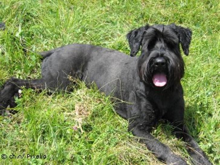 Riesenschnauzer Simbo<33 R.I.P - Søde Simbo(; billede 6