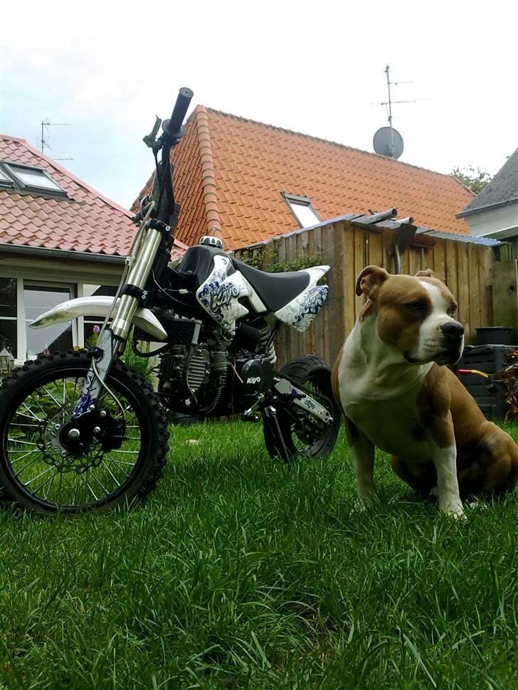 Amerikansk staffordshire terrier Tyson billede 1