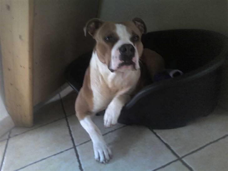 Amerikansk staffordshire terrier Tyson billede 2