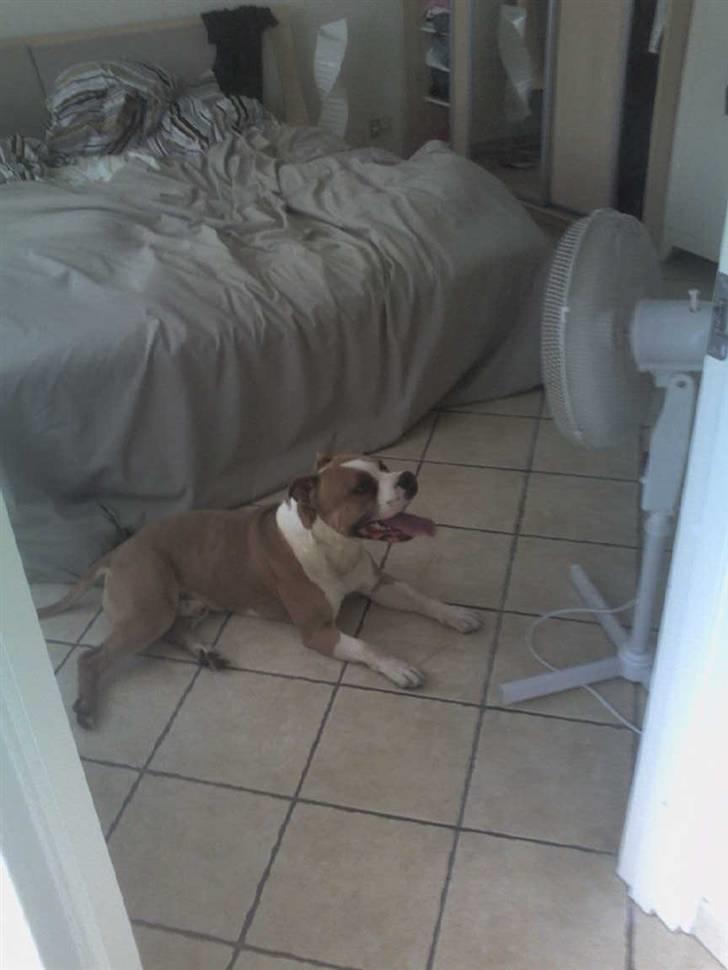 Amerikansk staffordshire terrier Tyson billede 3