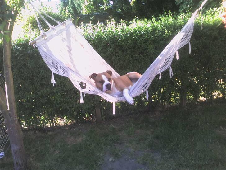 Amerikansk staffordshire terrier Tyson billede 4