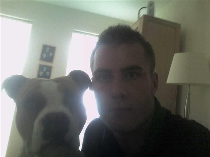 Amerikansk staffordshire terrier Tyson billede 5