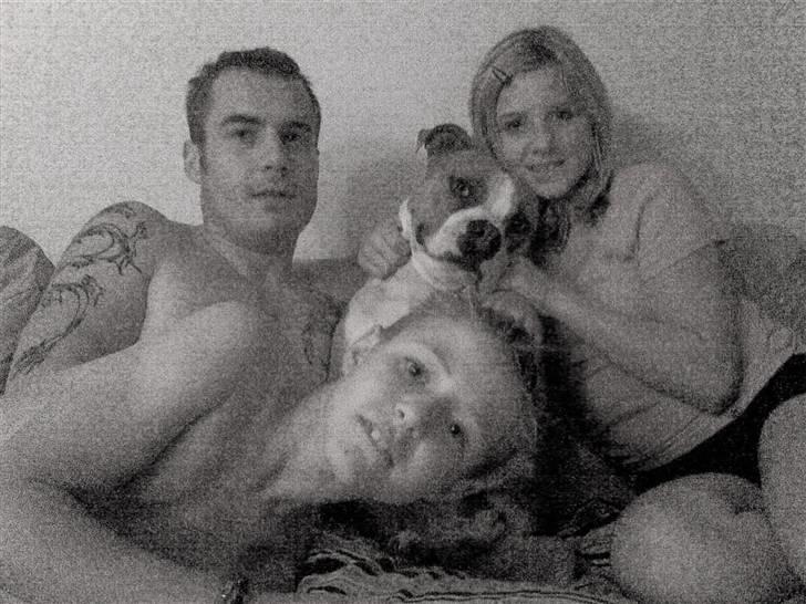 Amerikansk staffordshire terrier Tyson billede 6