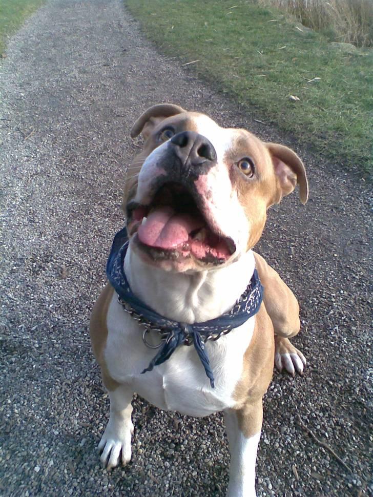 Amerikansk staffordshire terrier Tyson billede 7